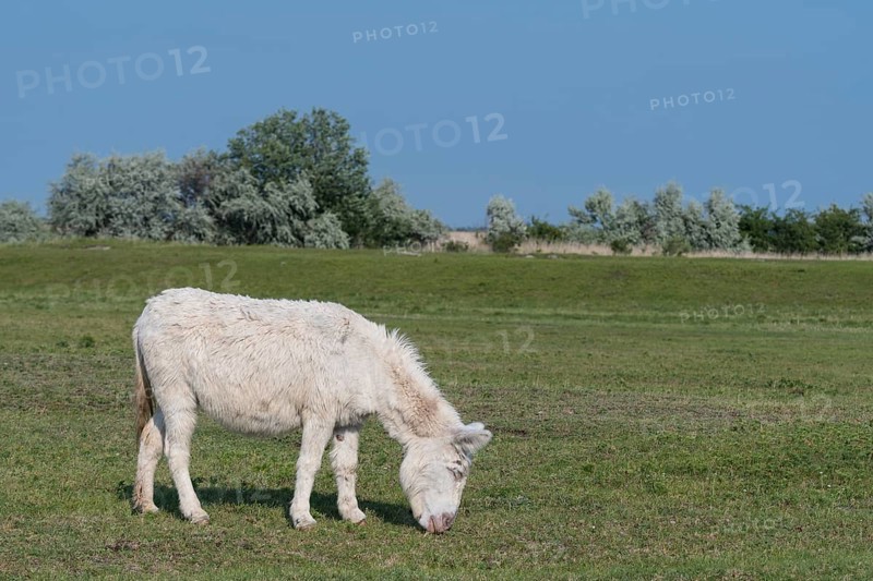 Austria-Hungarian white donkey