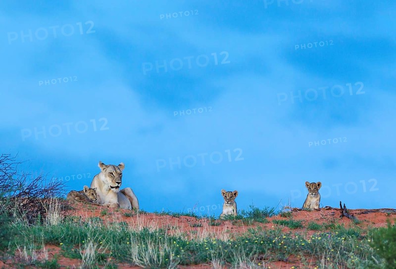 Lion