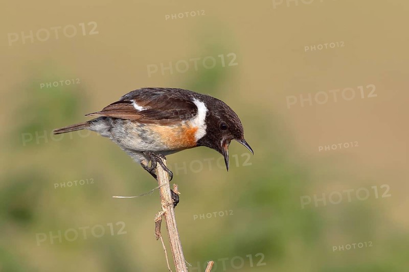 European stonechat