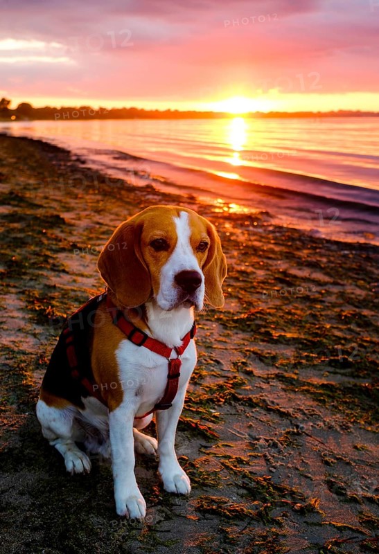 Beagle