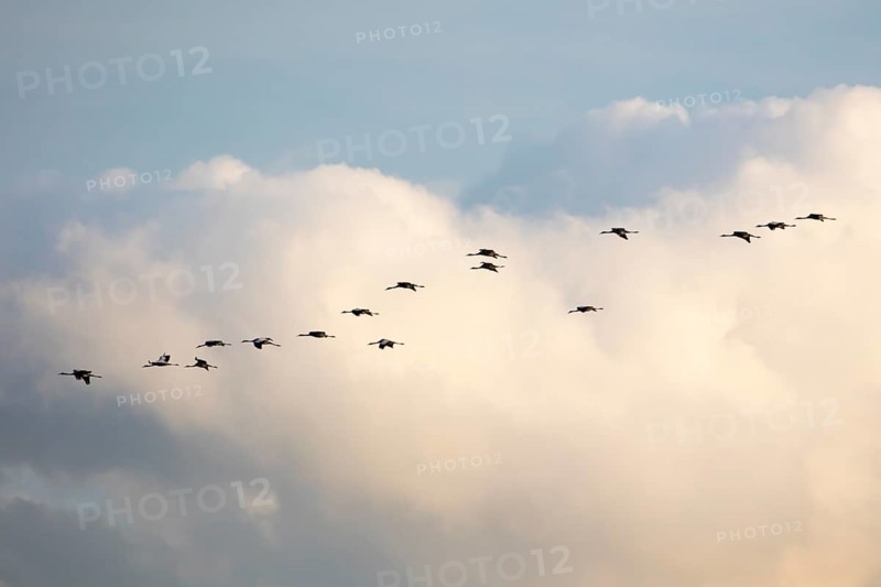 Cranes in flight in front of cloudy skies