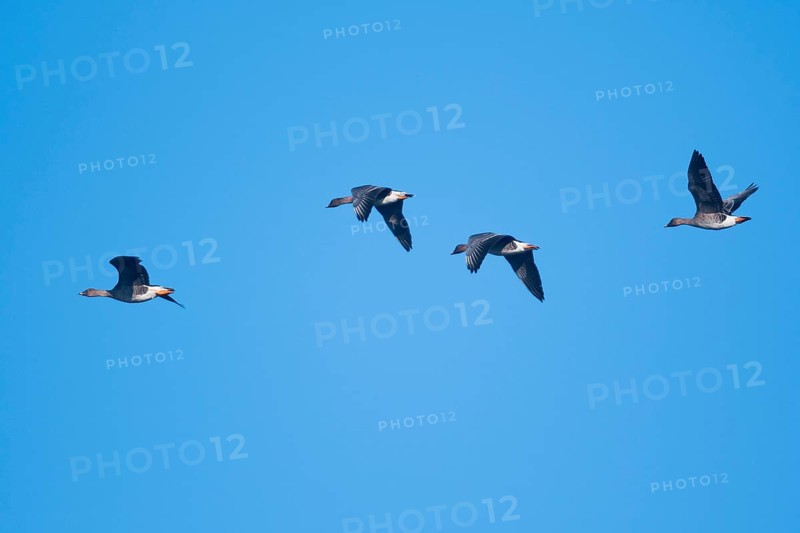 Bean Geese