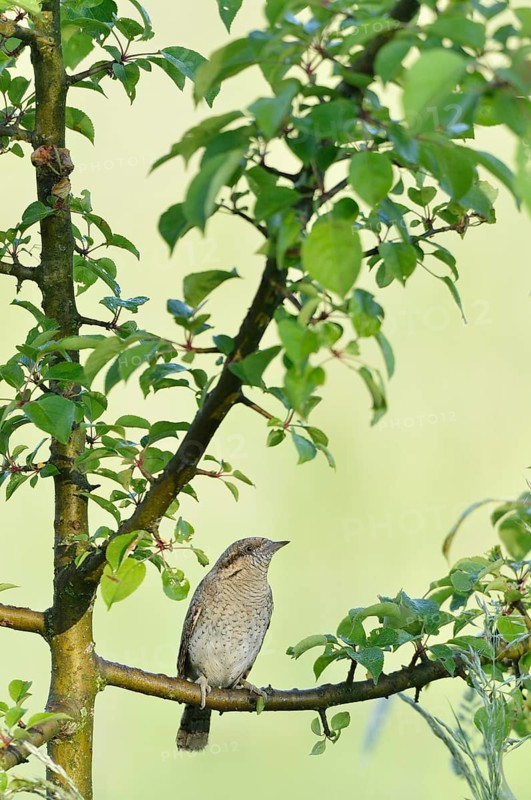 Eurasian wryneck