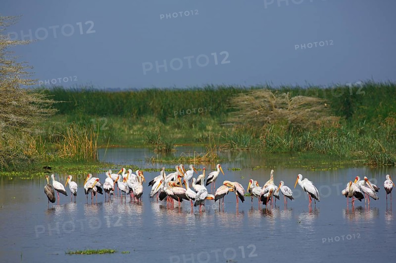 Yellow-billed storks