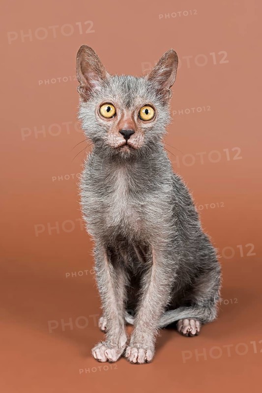 Werewolf cat