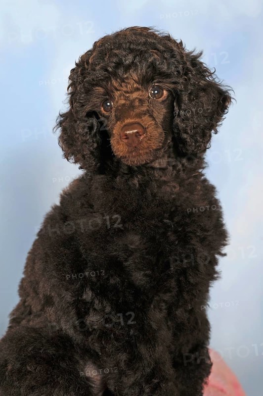 Miniature poodle