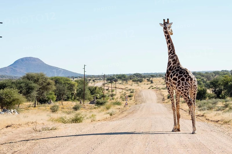 Northern giraffe