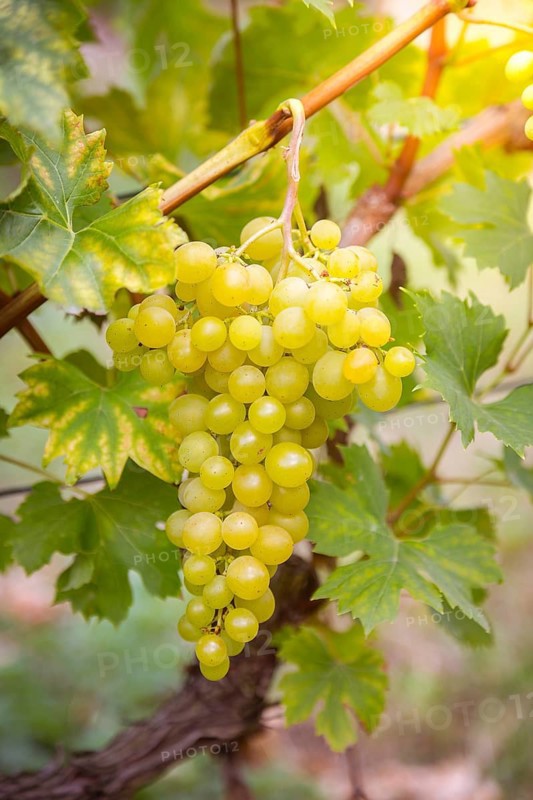 Noble grapevine