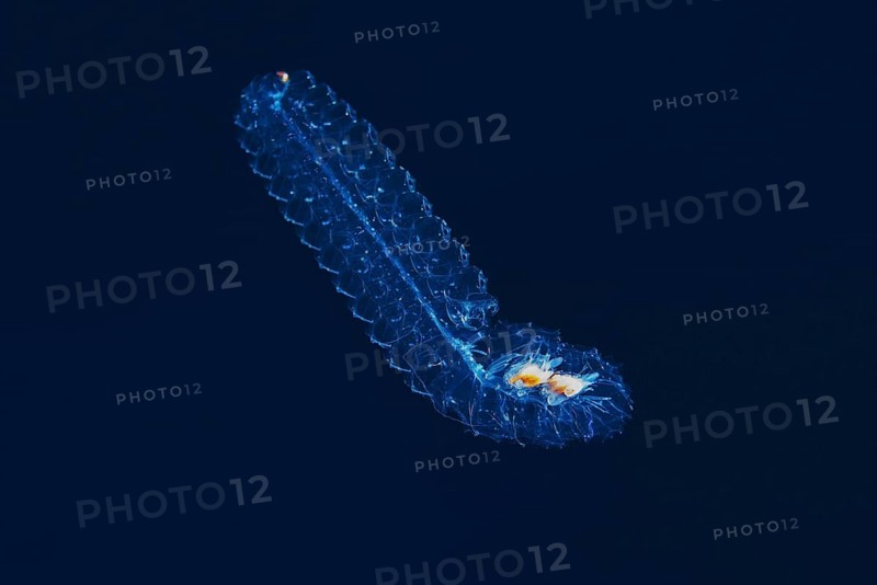 Colonial salp