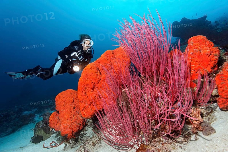 Diver is looking at the Orange elephant ear sponge