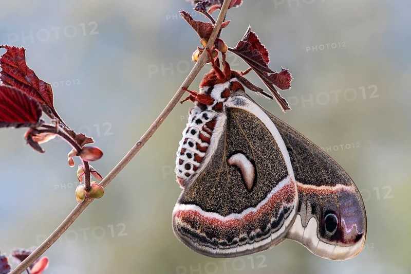 Glover's Silkmoth