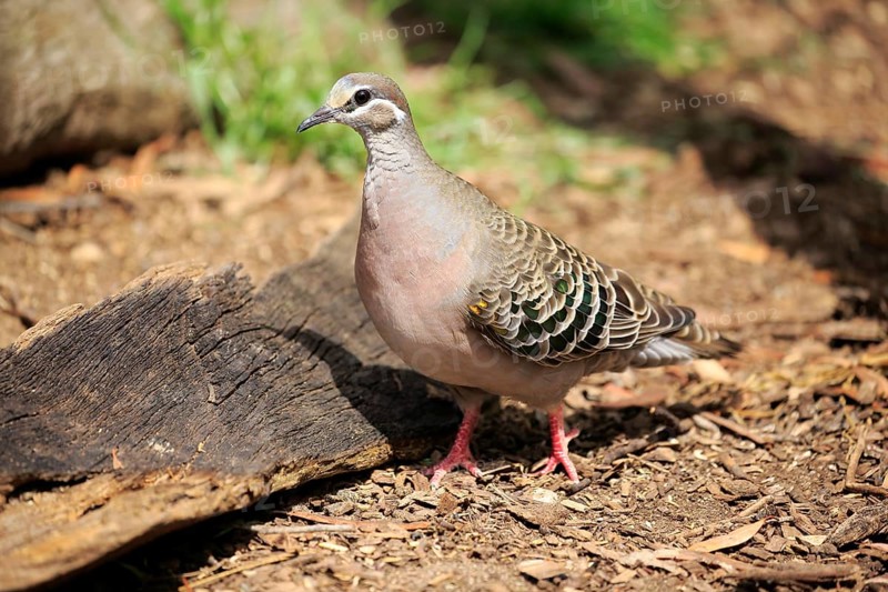 Common Bronzewing