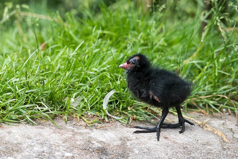 Common moorhen
