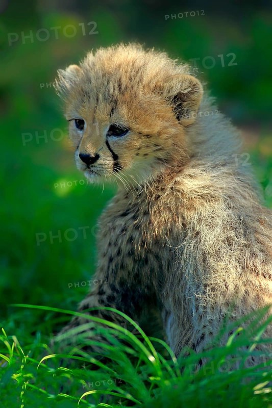 Sudan cheetah