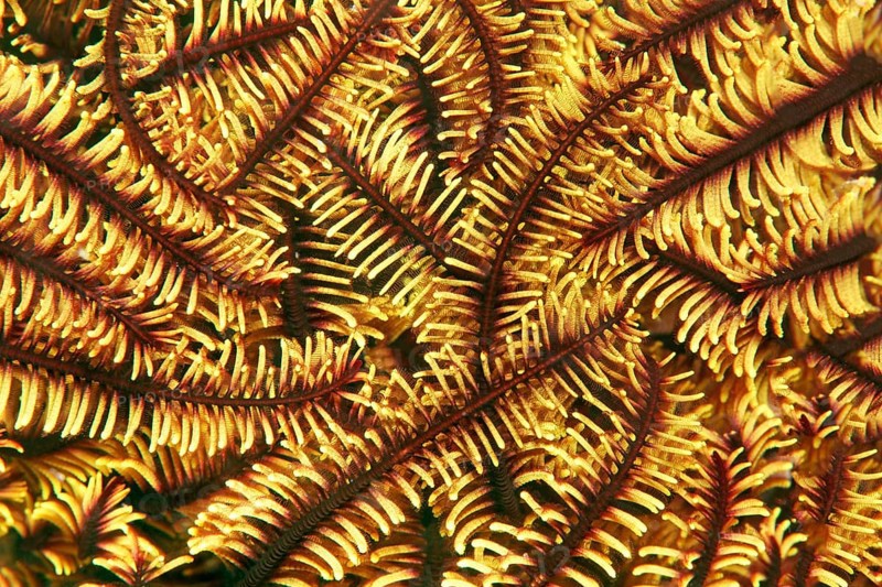 Variable bushy feather star