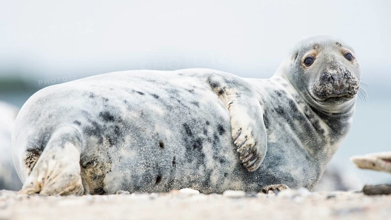 Grey seal