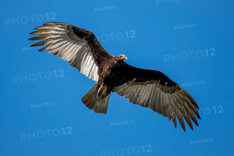 Lesser yellow-headed vulture