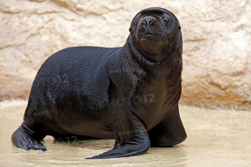 South American sea lion