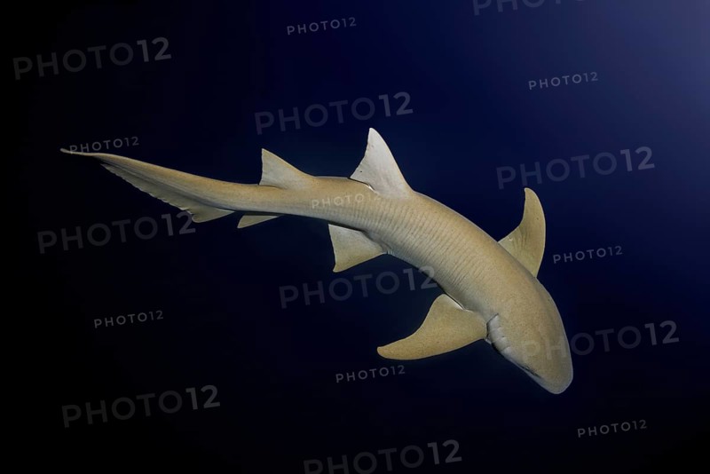 Tawny nurse shark