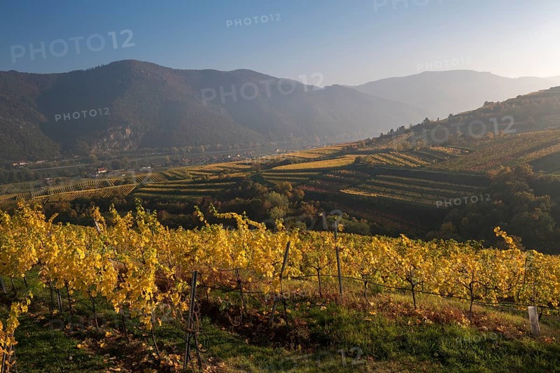 Autumnal vineyards near Weissenkirchen in the Wachau