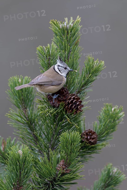 Crested tit