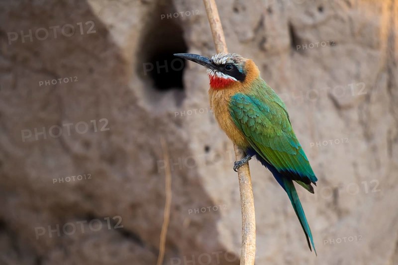 White-fronted bee-eater