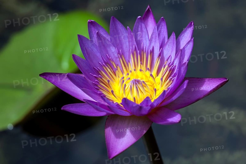 Blue lotus