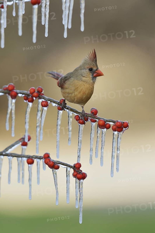 Northern Cardinal