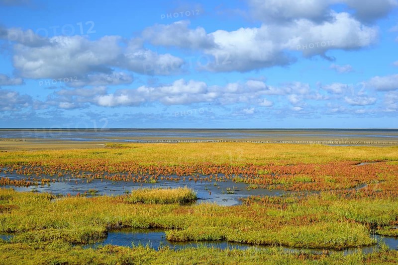 Glasswort