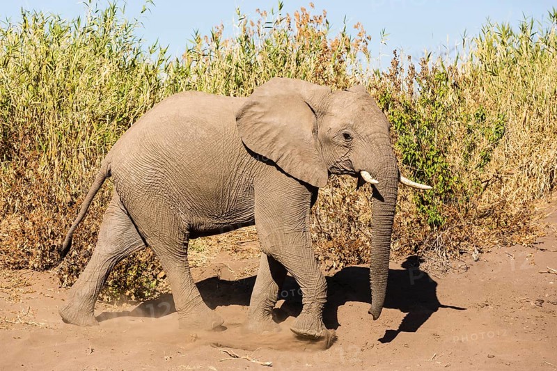 African Elephant