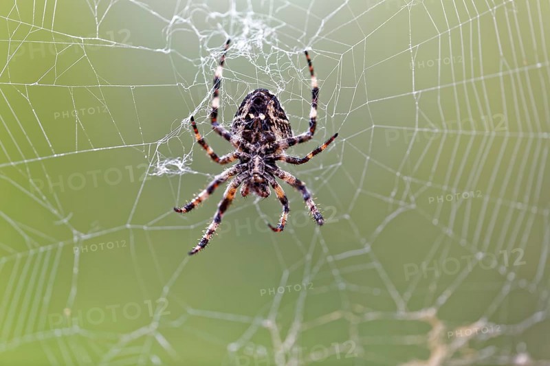 Cross spider