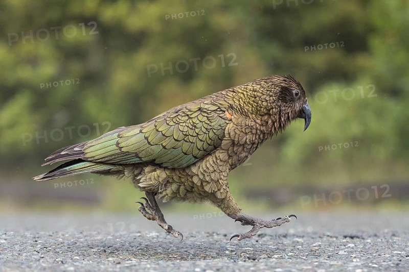 Kea