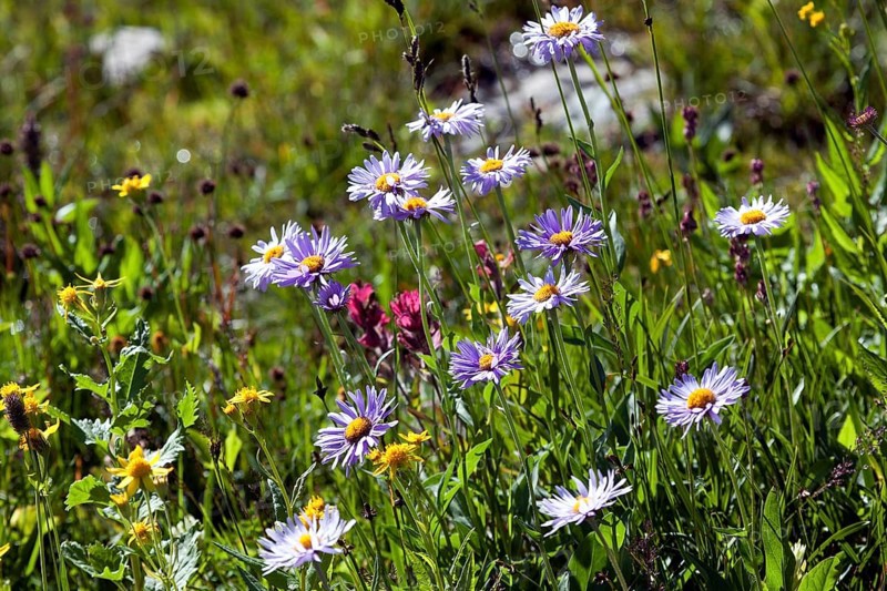 Alpine aster