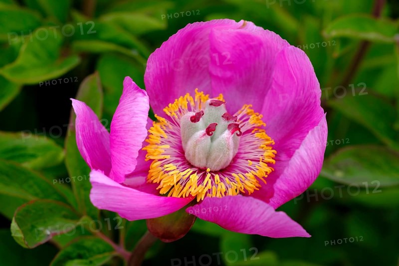 Blossom of wild Peony