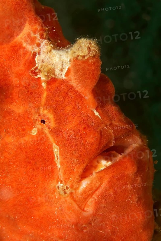 Commerson's frogfish