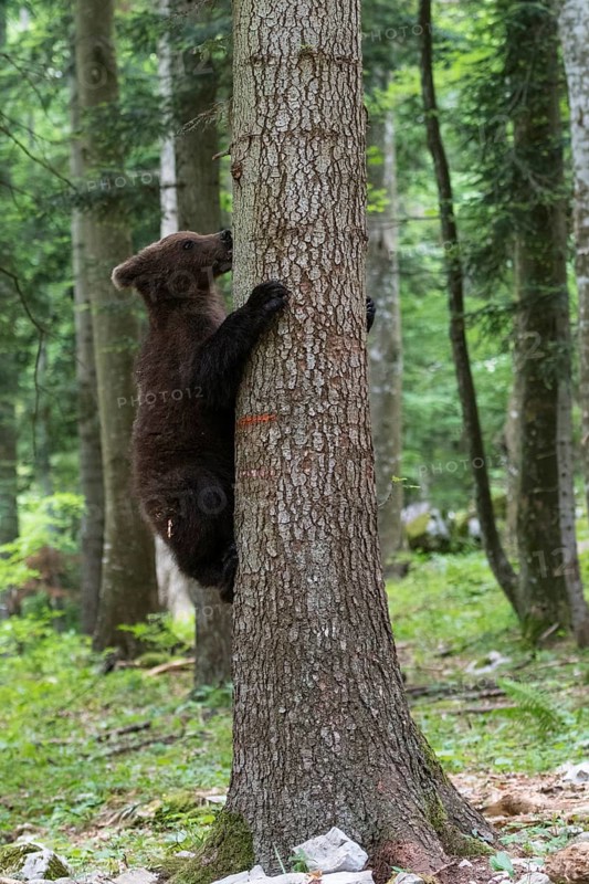 Brown bear