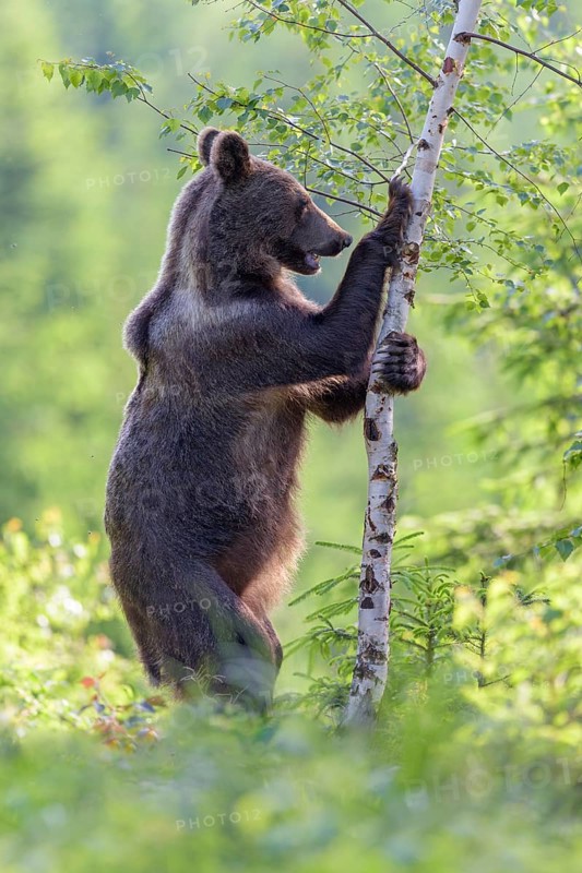 Brown bear