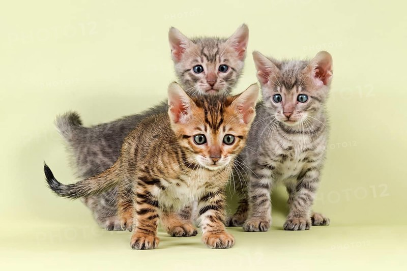 Breedcat Toyger