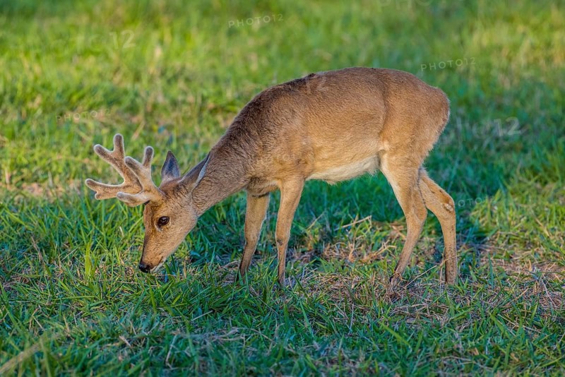 Pampas deer