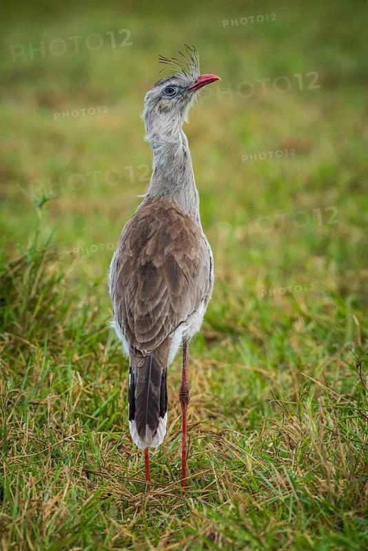 Red-legged seriema
