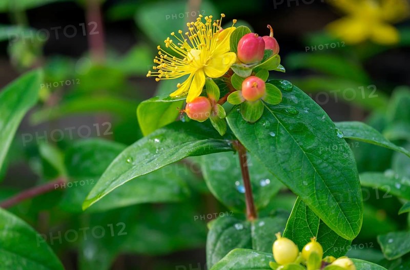 St. John's Wort