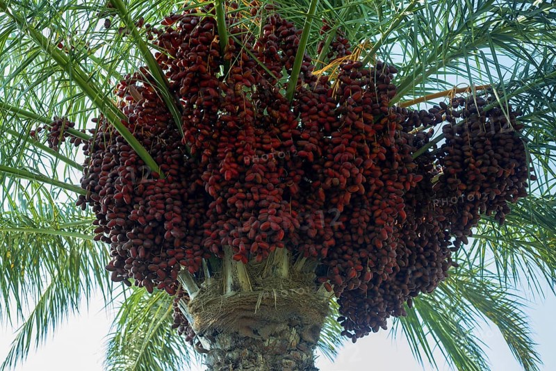 Ripe red fruits dates on date palm
