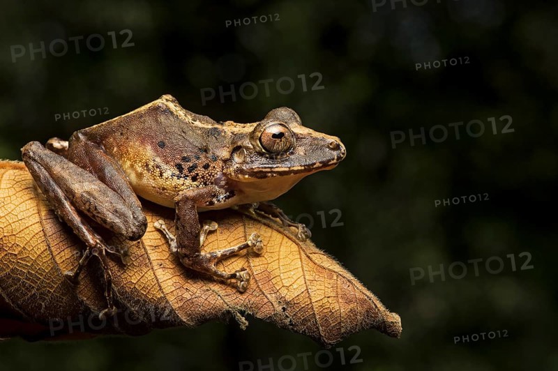 Neotropical frog
