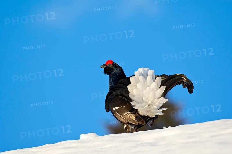 Black grouse