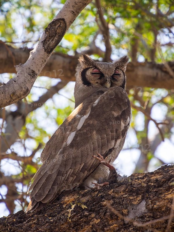 Verreaux's eagle-owl