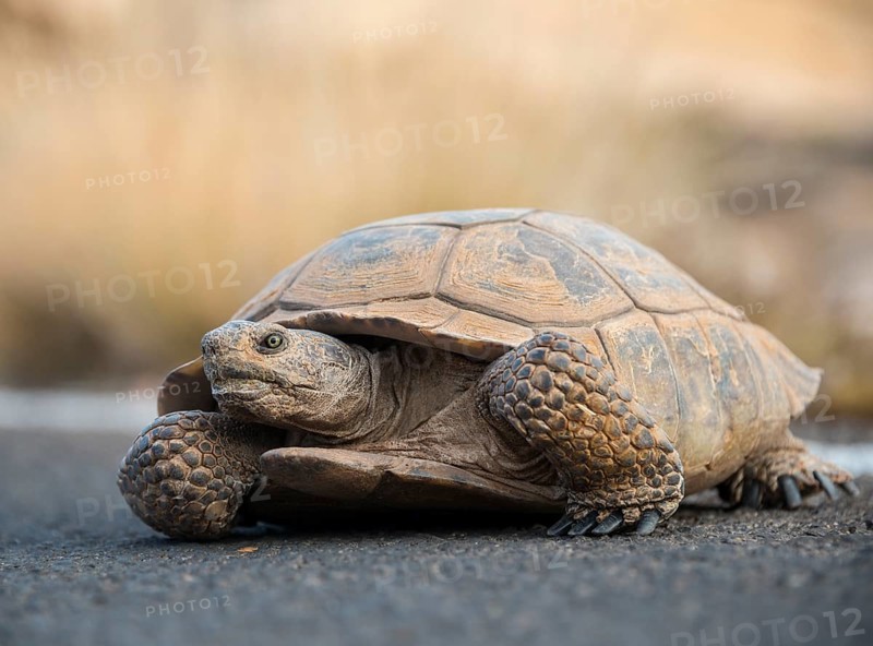 Agassiz's desert tortoise
