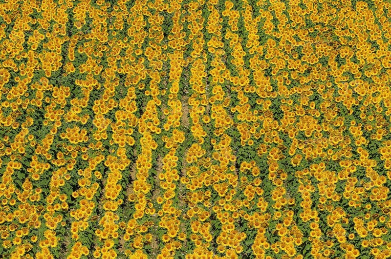 Sunflowers