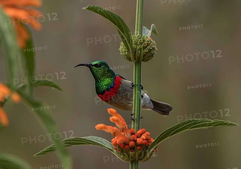 Southern Double-collared Sunbird