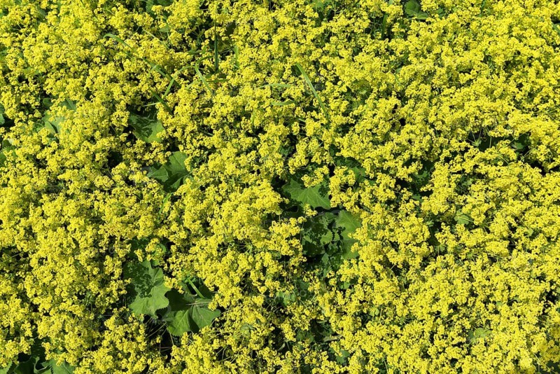Common lady's mantle