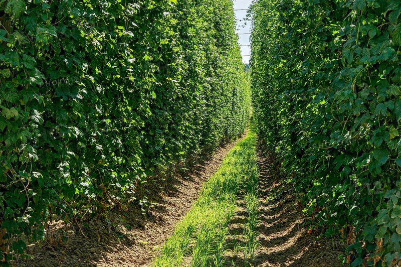 Ripe hop